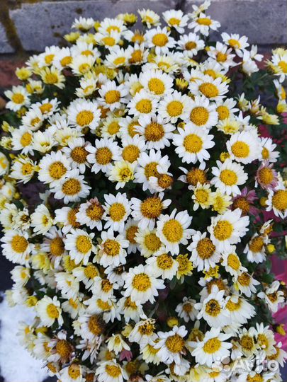 Хризантема мультифлора