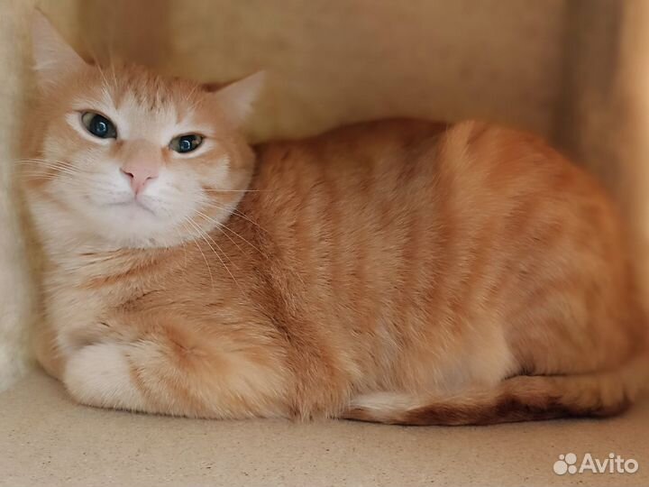 Рыжий кот Барон