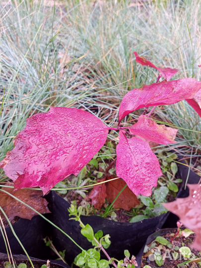 Уникальное дерево - Дуб Канадский красный саженцы