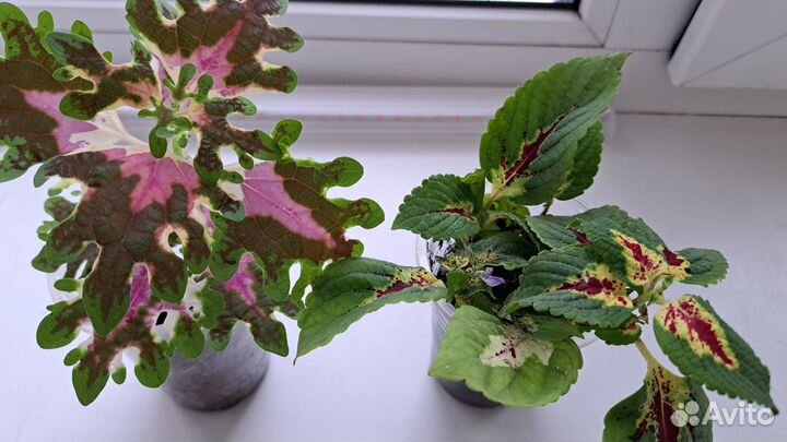 Пеларгония, колеусы, глоксиния, мурайя