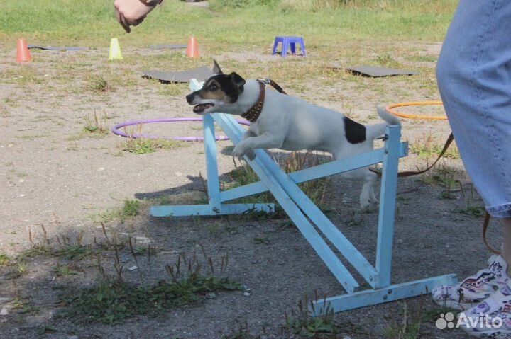 Дрессировка собак. Кинолог