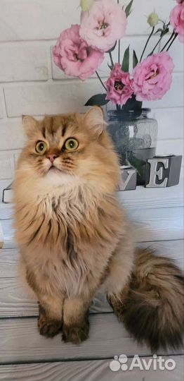 Вязка Шотландский Хайленд Страйт