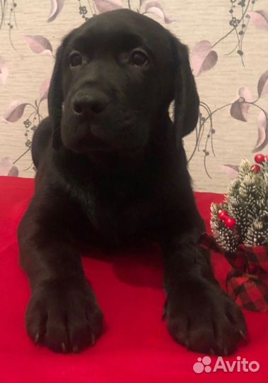 Щенки лабрадора. Все окрасы