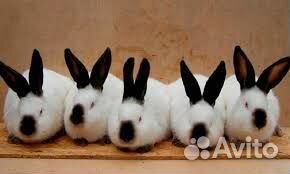 Продам крольчат