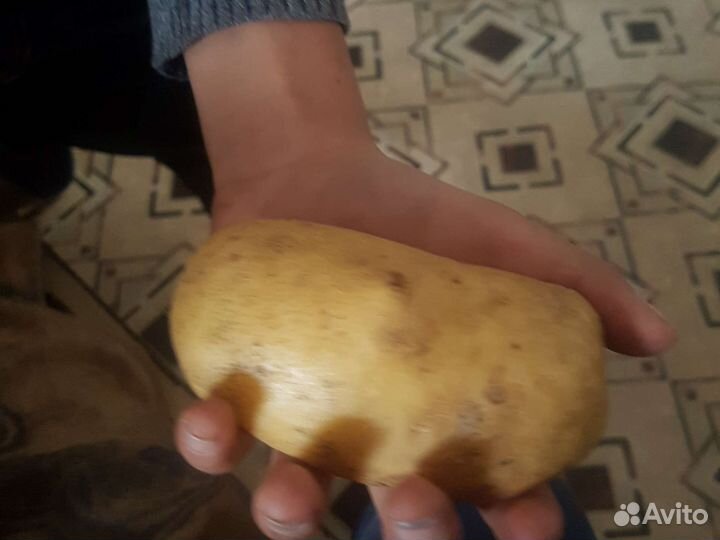 Картофель продам