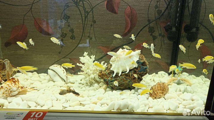 Рыба цихлиды