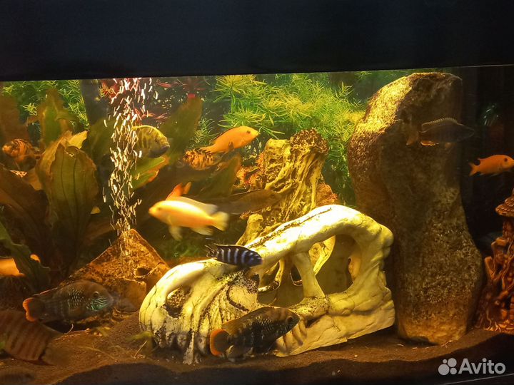 Аквариум