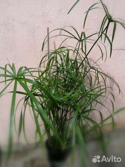 Циперус папирус