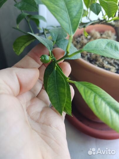 Лимон Мейера