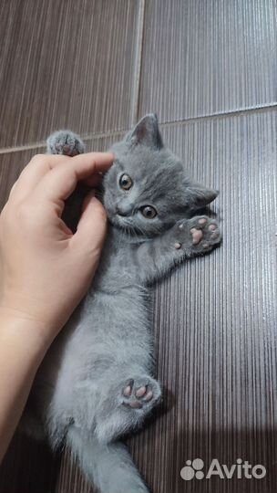Британские котята