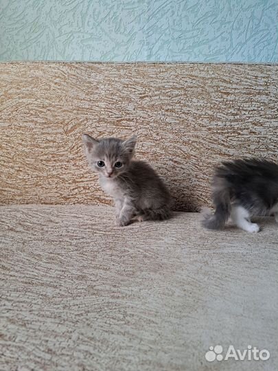 Котята в добрые руки приучены к лотку
