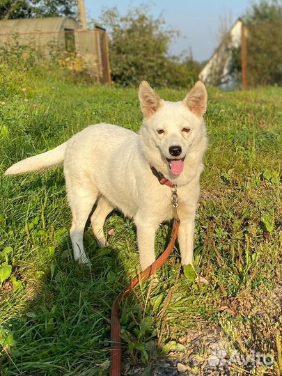 Собака ищет дом