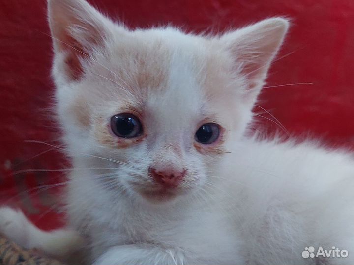 Ласковая кошечка