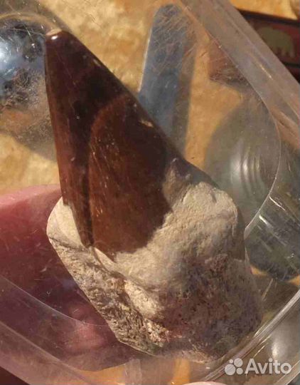 Зуб ископаемого динозавра, Мозазавра, коллекционны