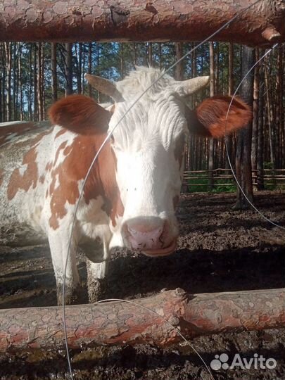 Животные коровы бык