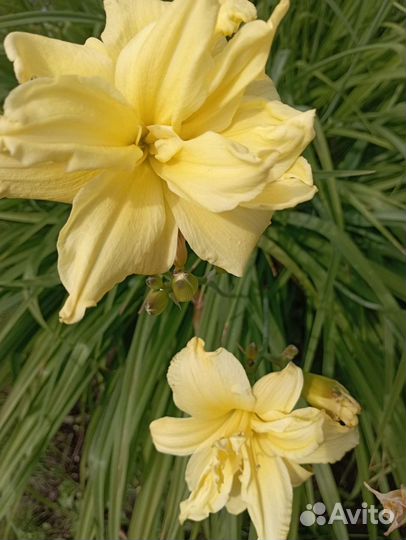 Лилейники сортовые