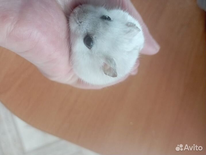 Джунгарский хомяк