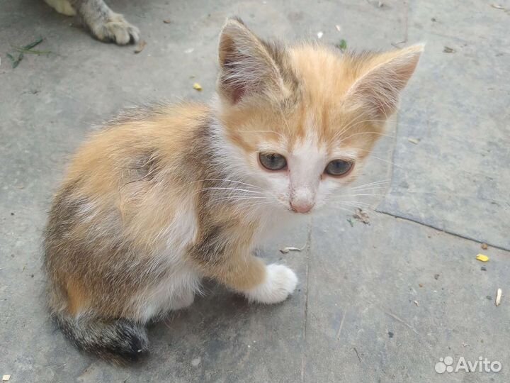 Кошка в дар бесплатно