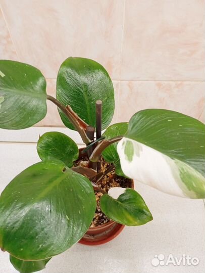 Филодендроны white кнайт и розовая принцесса