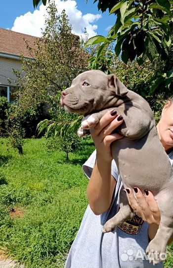 Американский булли покет