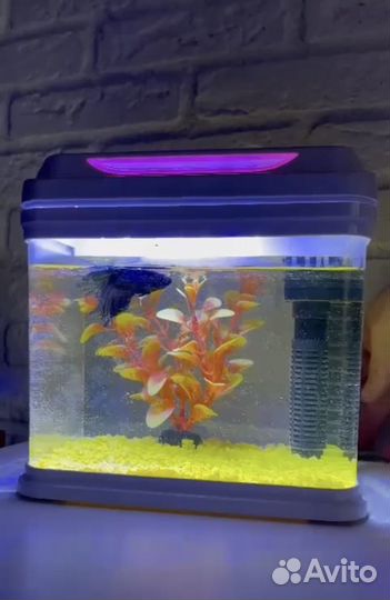 Мини аквариум