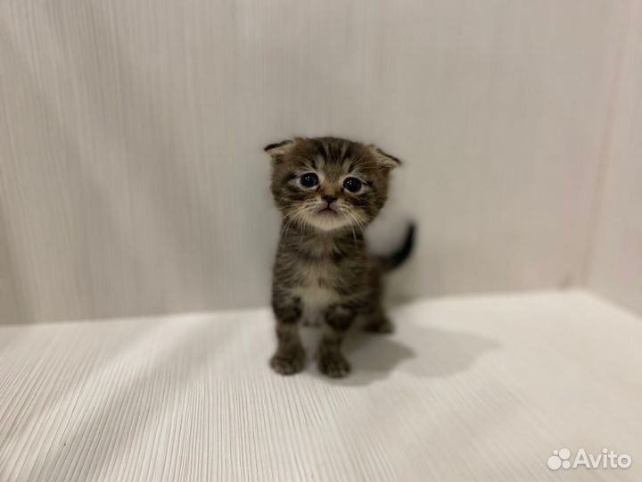 Отдам котика в добрые руки