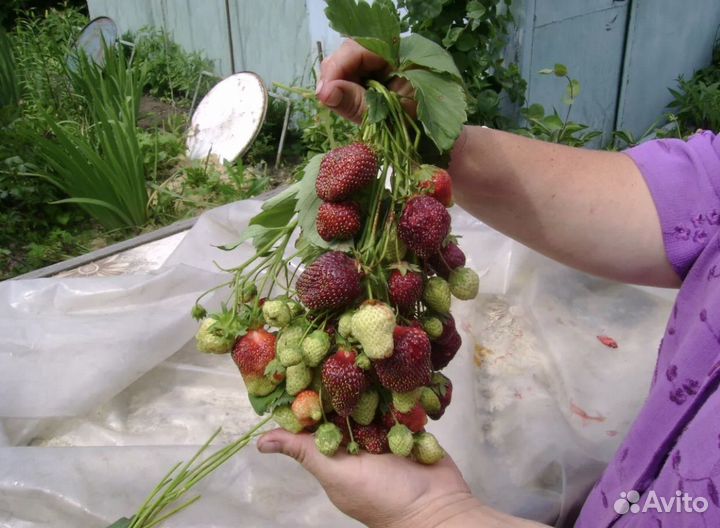 Клубника сорт Фейерверк: праздник на грядках