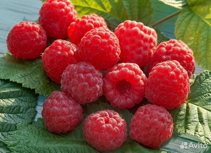 Малина оранжевое чудо, смородина, крыжовник