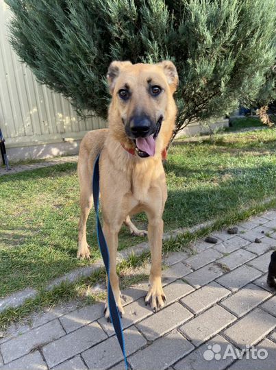 Басик в добрые руки