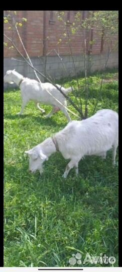 Козье молоко, Козье масло