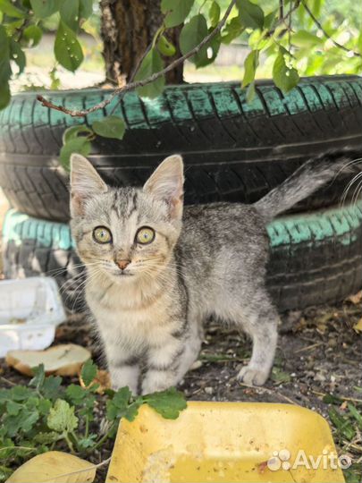 Котенок мальчик 4 месяца