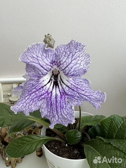 Стрептокарпусы разные