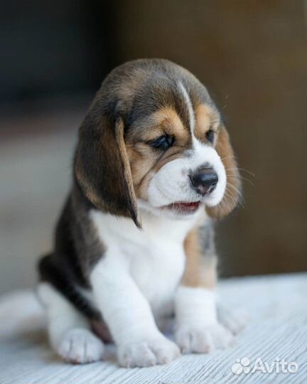 Щенки бигль