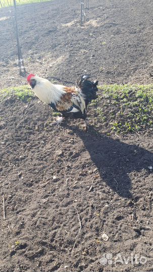 Петух породы фавероль