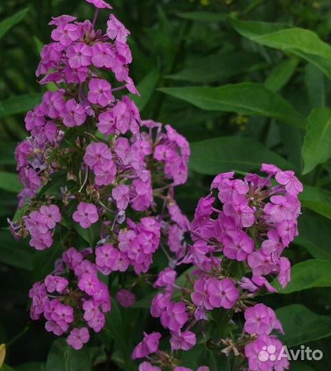 Флоксы мелкоцветковые