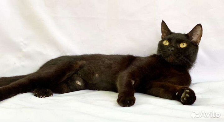 Бурманская порода