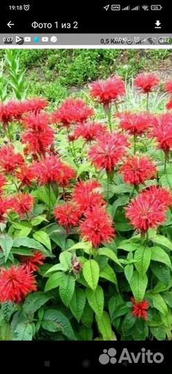 Саженцы монарды