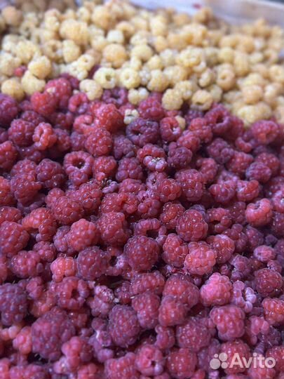 Оптом сладкая малина, клубника с Кыргызстана
