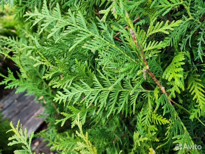 Туя брабант стриженная 2-2,3 m