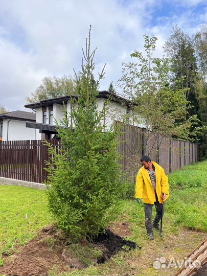 Живые сосны и ели 3,5 метра