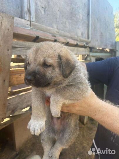 Двортерьер