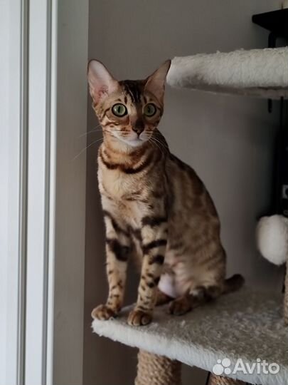 Бенгальская кошка