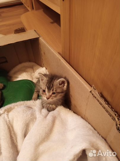 Отдам в добрые руки