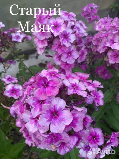 Флокс метельчатый