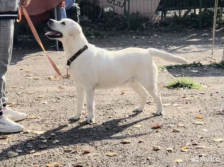 Собака в добрые руки лабрадор