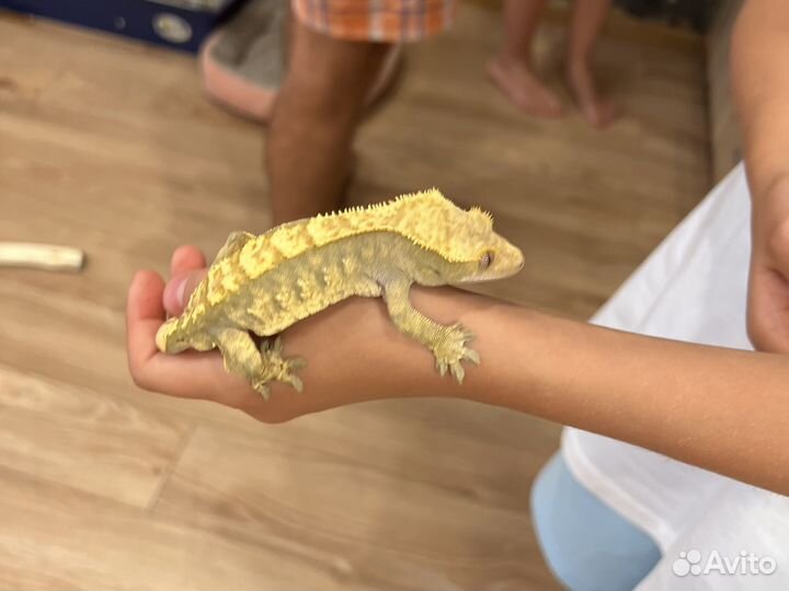 Гекон бананоед