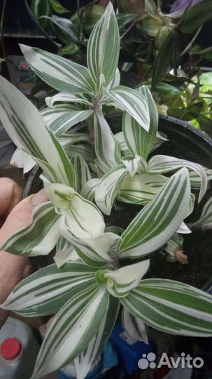 Традесканция