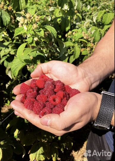 Ежевика и малина