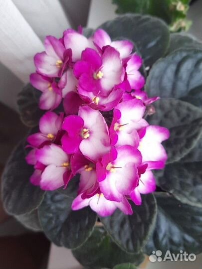 Молодые розетки фиалки Крем де ла Крем Черри