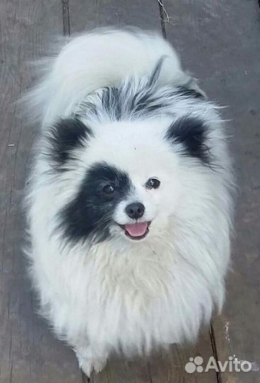 Миниатюрный шпиц. Вязка